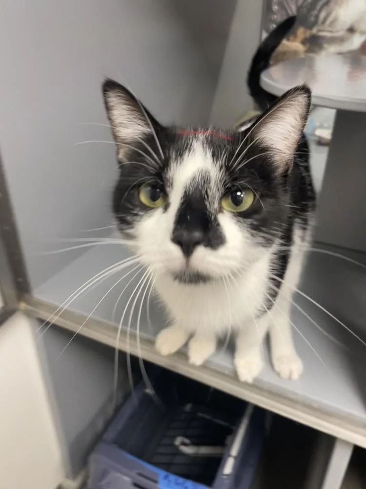 An adult medium-sized female Black & White / Tuxedo Domestic Short Hair cat named Persephone for adoption in East hartford, CT
