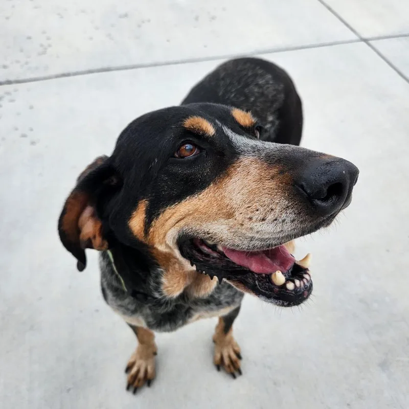 An adult large-sized female Plott Hound dog named Stella for adoption in Harrisonburg, VA