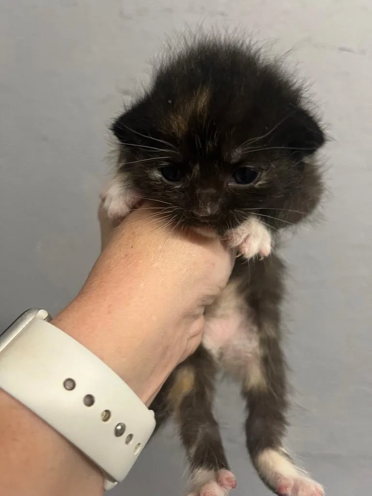 A baby small-sized female Domestic Short Hair cat named Buttercup for adoption in Kell, IL