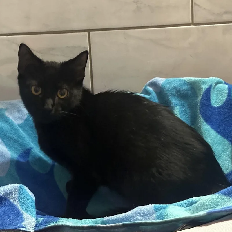 A baby small-sized male Black Domestic Short Hair cat named Beatle for adoption in Ventura, CA