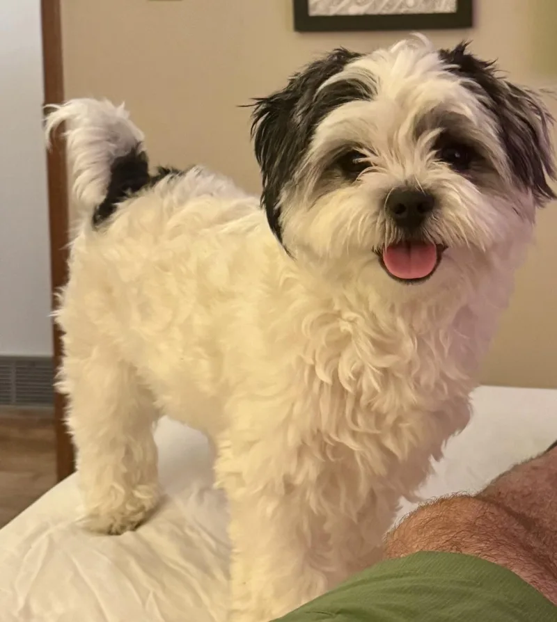A baby small-sized male Black Maltese dog named Henri for adoption in Silvana, WA