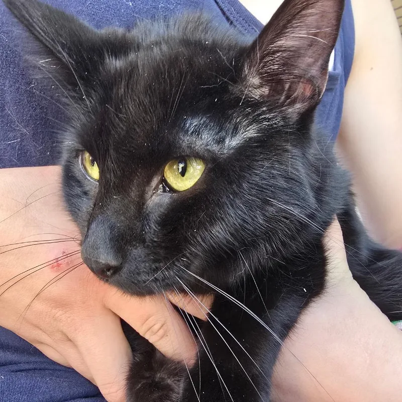 A young small-sized male Black Domestic Short Hair cat named Maddox for adoption in Klamath Falls, OR