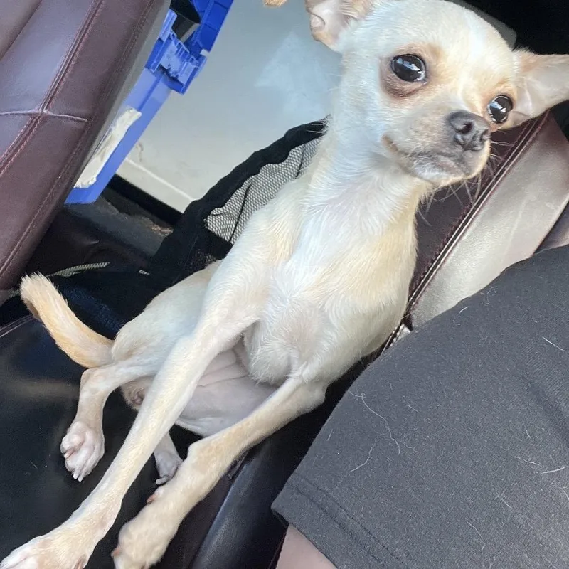 An adult small-sized female Brown / Chocolate Chihuahua dog named Tippy for adoption in Mount Gilead, NC