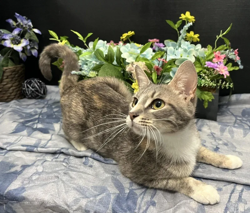 A young medium-sized female Dilute Calico cat named Rachel for adoption in Fayetteville, GA