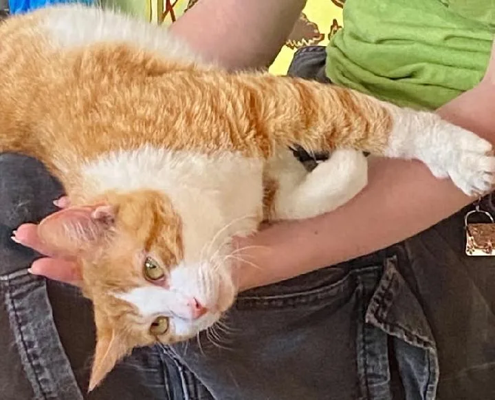 A young medium-sized male Tabby (Orange / Red) Tabby cat named Trevor for adoption in Waynesboro, VA