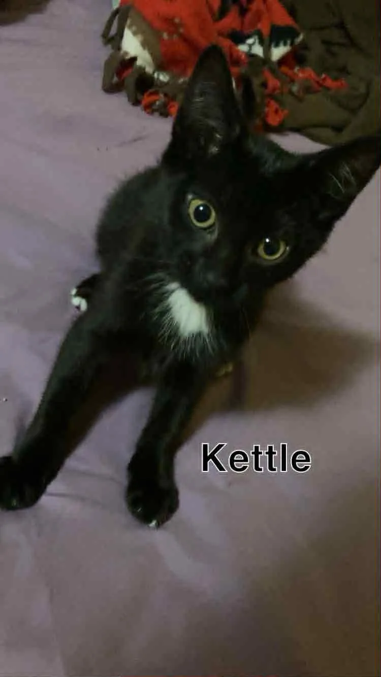 A baby medium-sized female Black Domestic Short Hair cat named Kettle for adoption in Martinsville, IN