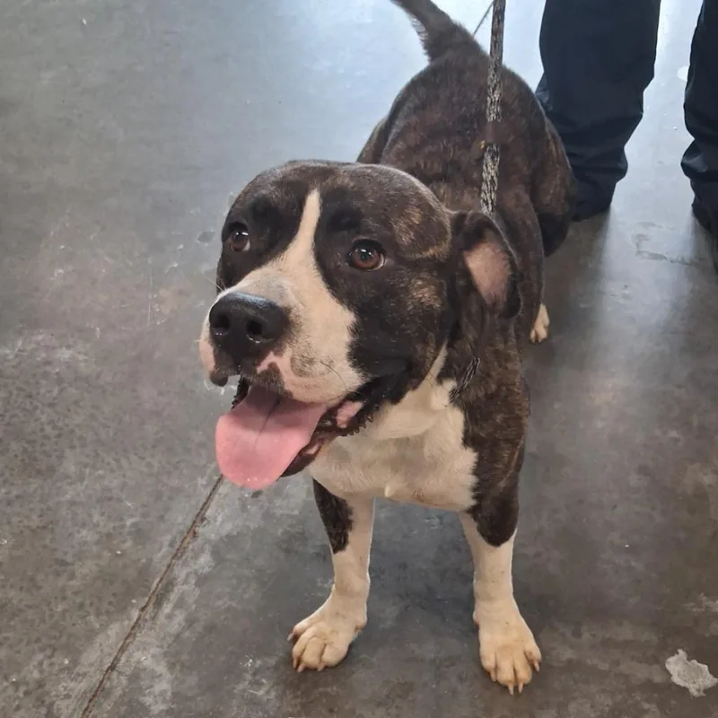 An adult medium-sized male Pit Bull Terrier dog named Biggie for adoption in Gautier, MS