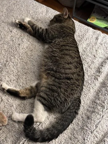 An adult small-sized female Domestic Short Hair cat named Momma Theresa for adoption in Port Republic, MD