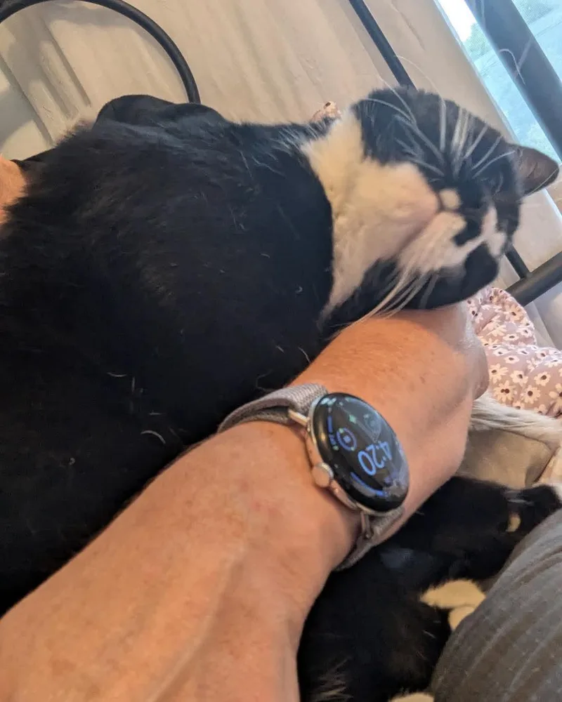 An adult medium-sized male Domestic Short Hair cat named Rocky for adoption in Glastonbury, CT
