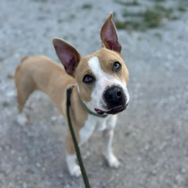 An adult medium-sized male Brown / Chocolate Whippet dog named Tucker for adoption in Tipton, IN