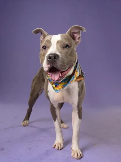 An adult large-sized female American Staffordshire Terrier dog named Tika for adoption in Atlanta, GA