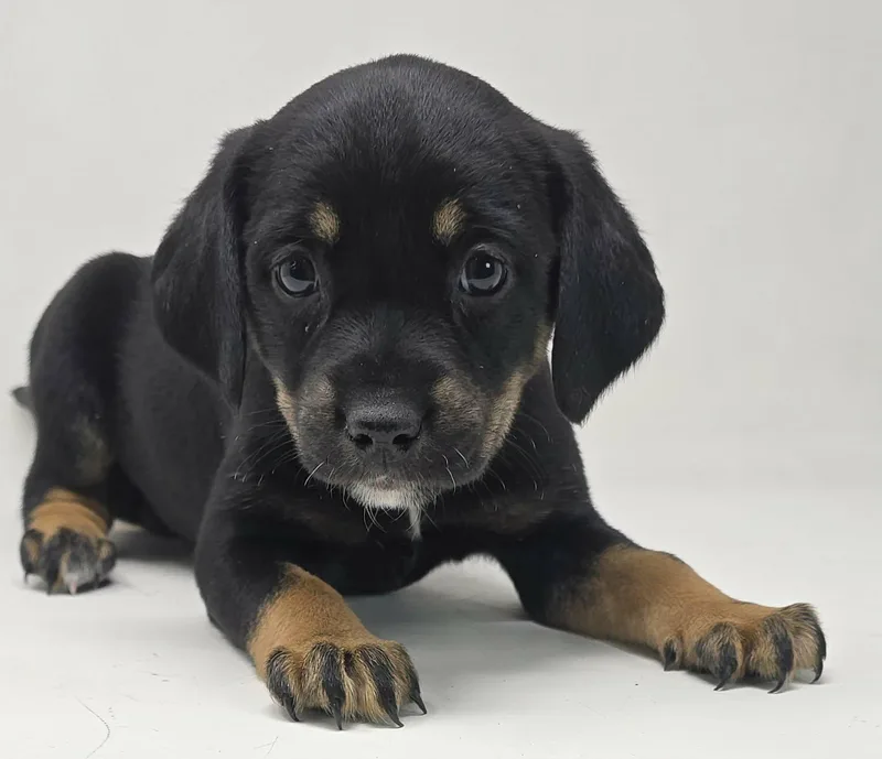 A baby medium-sized female Tricolor (Brown, Black, & White) Flat-Coated Retriever dog named Bright for adoption in Newport, TN
