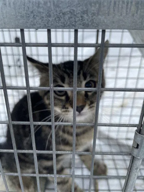 A baby small-sized female Gray / Blue / Silver Domestic Short Hair cat named Riley for adoption in Clyde, NC