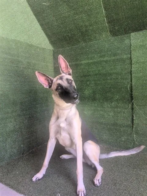 A young large-sized female Anatolian Shepherd dog named Seraphine for adoption in Lancaster, CA