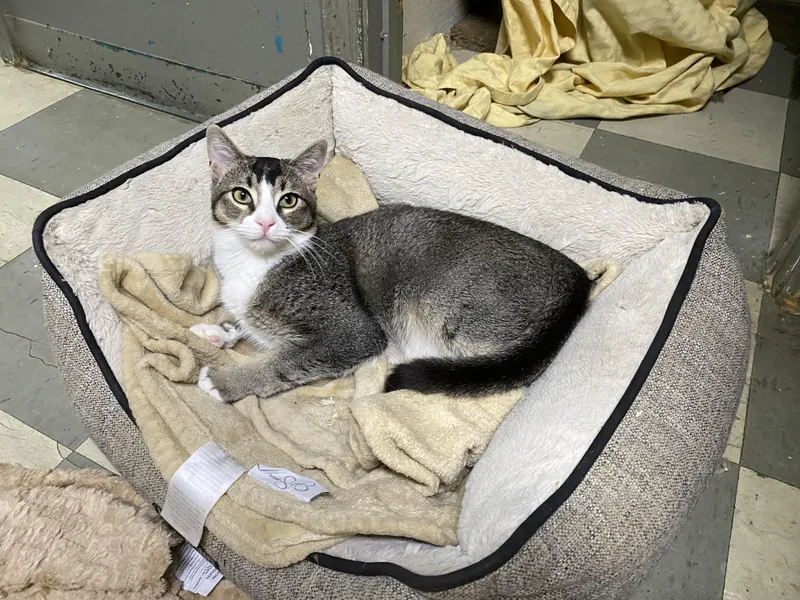 A young medium-sized male Tabby (Gray / Blue / Silver) Domestic Short Hair cat named Mookie for adoption in Los Angeles, CA