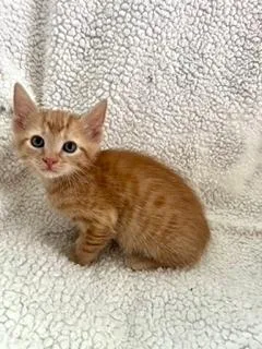 A baby small-sized male Tabby (Orange / Red) Domestic Short Hair cat named Joey for adoption in Oradell, NJ