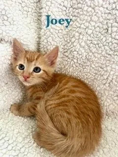 Joey thumbnail 2