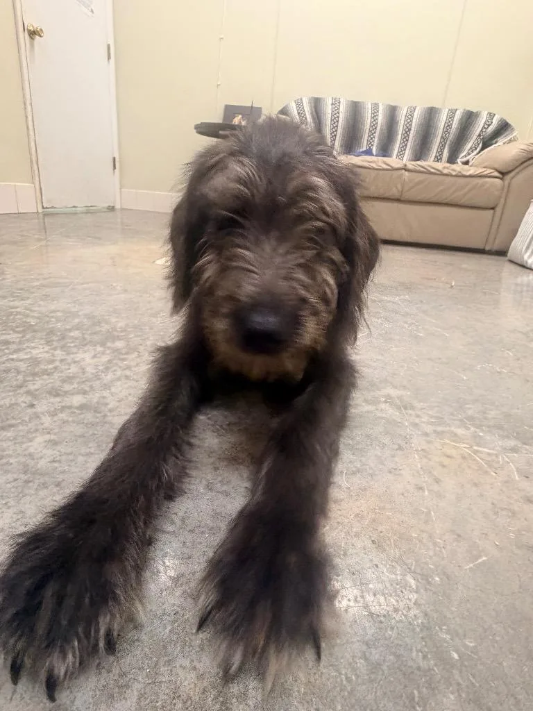 A baby medium-sized male Terrier dog named Rufus for adoption in Neosho, MO