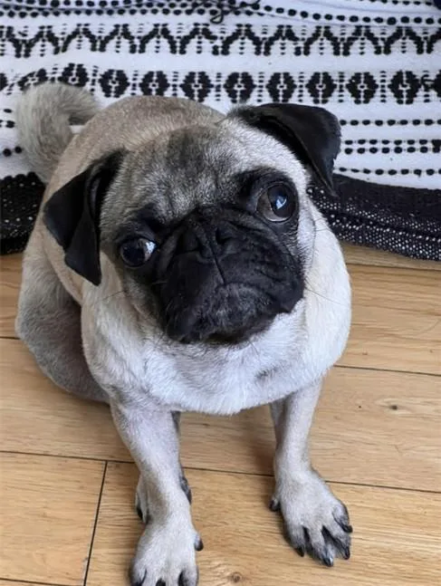 An adult small-sized female Pug dog named Jess for adoption in Burbank, CA