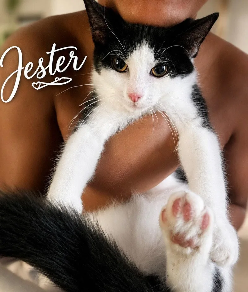 JesterKC