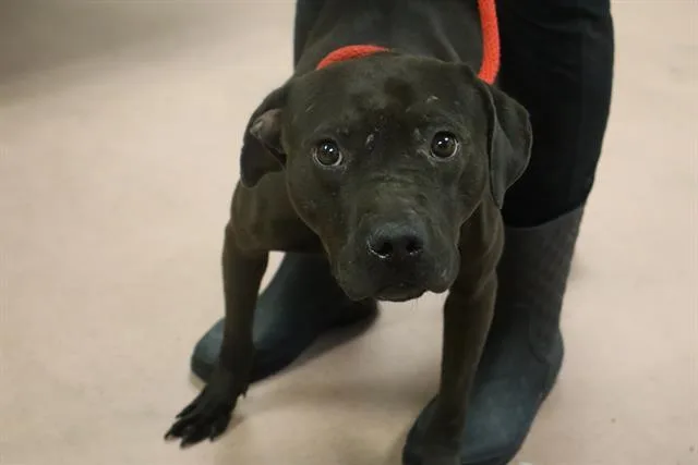 An adult medium-sized female Mixed Breed dog named Cubby for adoption in Columbia, SC