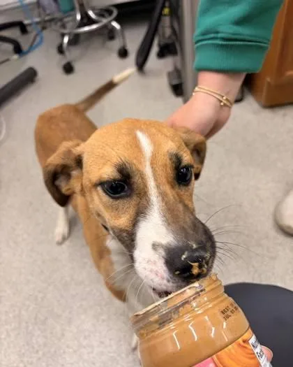 A baby medium-sized female Mixed Breed dog named Pumpkin for adoption in Hobart, IN