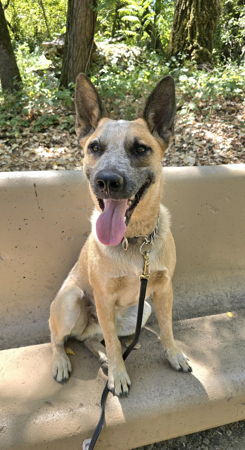 Koda