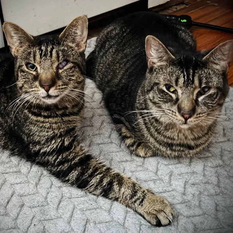 A young medium-sized female Tabby (Brown / Chocolate) Domestic Short Hair cat named Gracie for adoption in Buffalo, NY