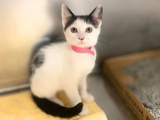 A baby small-sized female Domestic Short Hair cat named Luna for adoption in Fort Wayne, IN