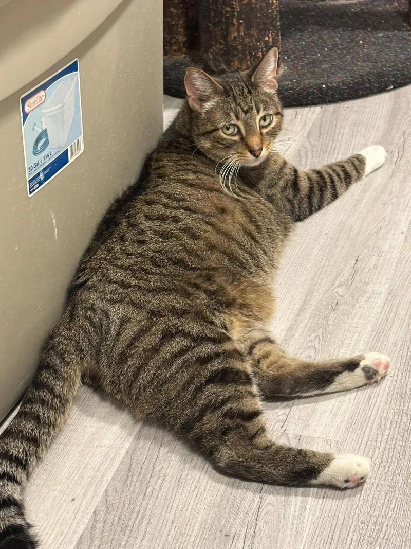 A senior large-sized male Tabby (Brown / Chocolate) Domestic Short Hair cat named Thunder for adoption in Oak Forest, IL