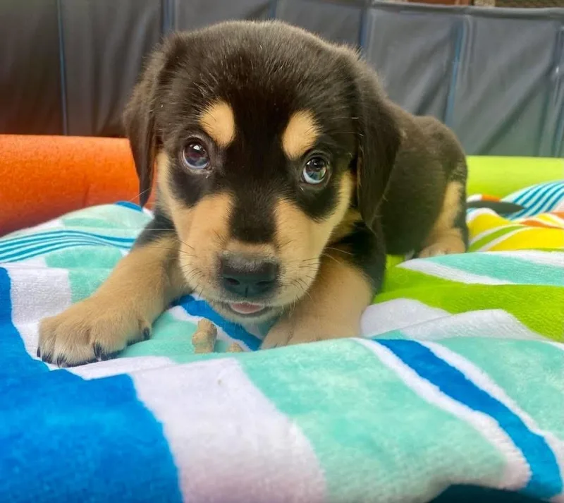 A baby large-sized male Tricolor (Brown, Black, & White) Mixed Breed dog named Nathan for adoption in Richardson, TX
