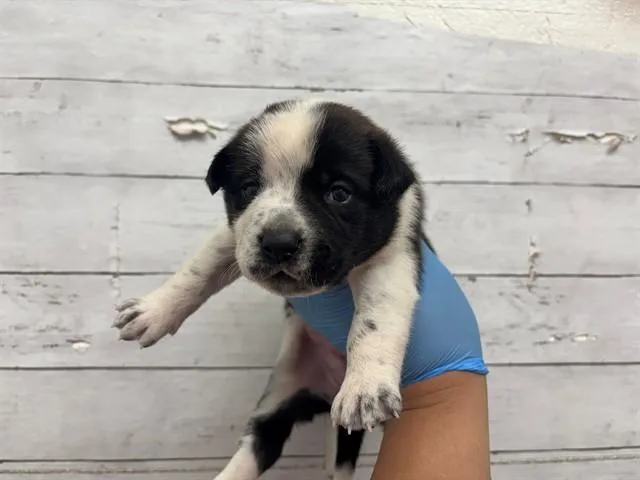 A baby small-sized female Australian Cattle Dog / Blue Heeler dog named A for adoption in San Bernardino, CA