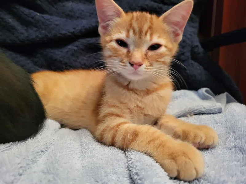 A baby medium-sized male Domestic Short Hair cat named Simmer for adoption in Youngsville, NC