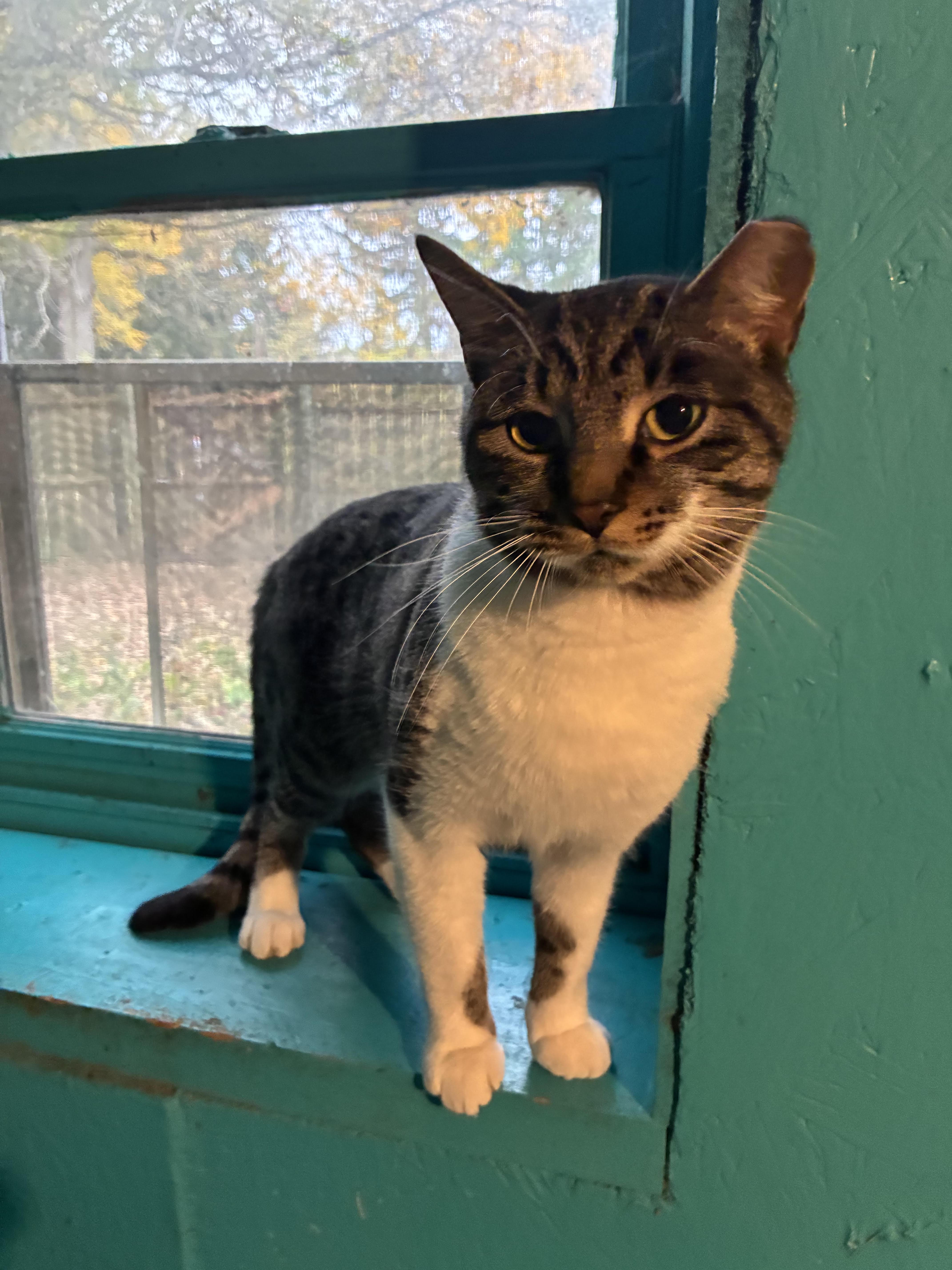 A young medium-sized male Tabby (Brown / Chocolate) Domestic Short Hair cat named Leopard for adoption in Howell, MI