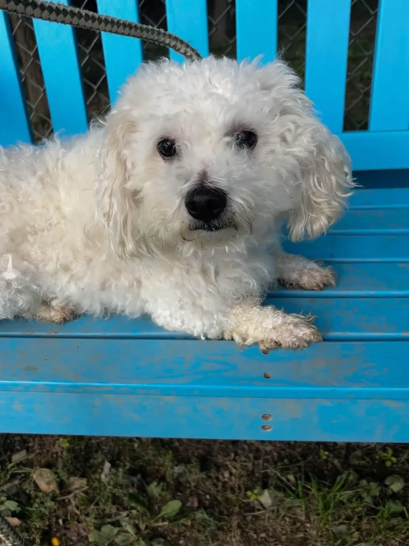 A young small-sized male White / Cream Poodle dog named Tofu for adoption in Myerstown, PA