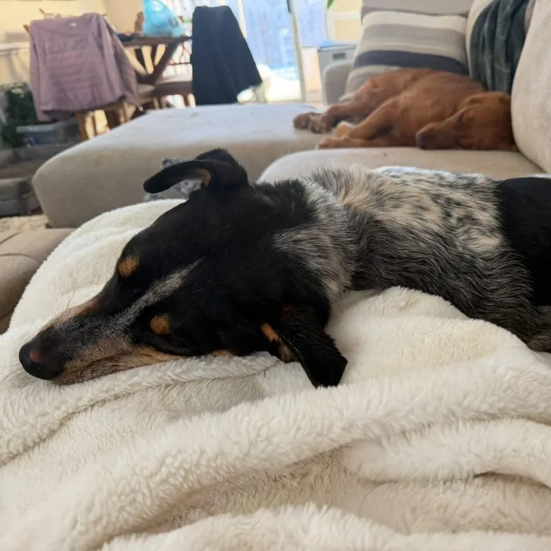 An adult medium-sized male Black Australian Cattle Dog / Blue Heeler dog named Chopper for adoption in Mooresville, NC