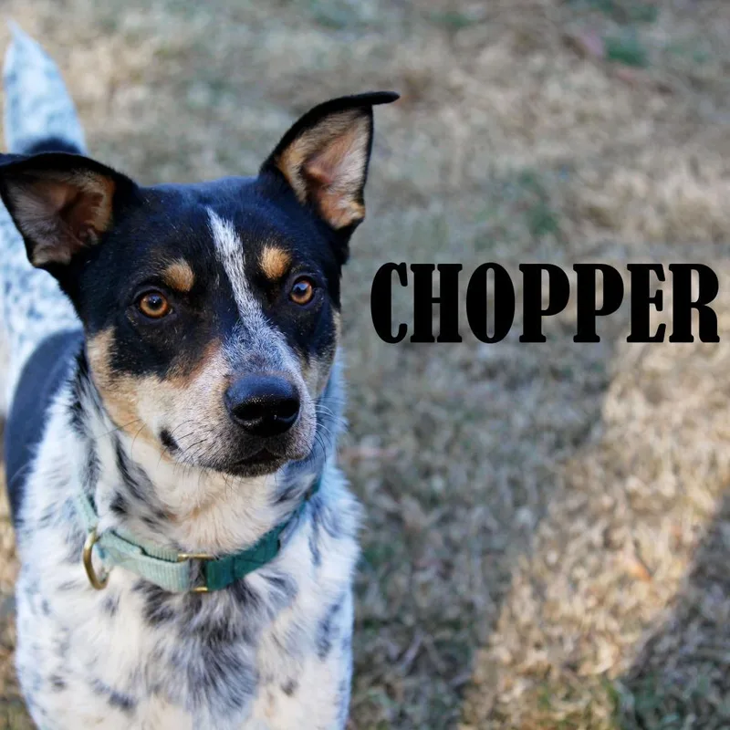 Chopper thumbnail 3