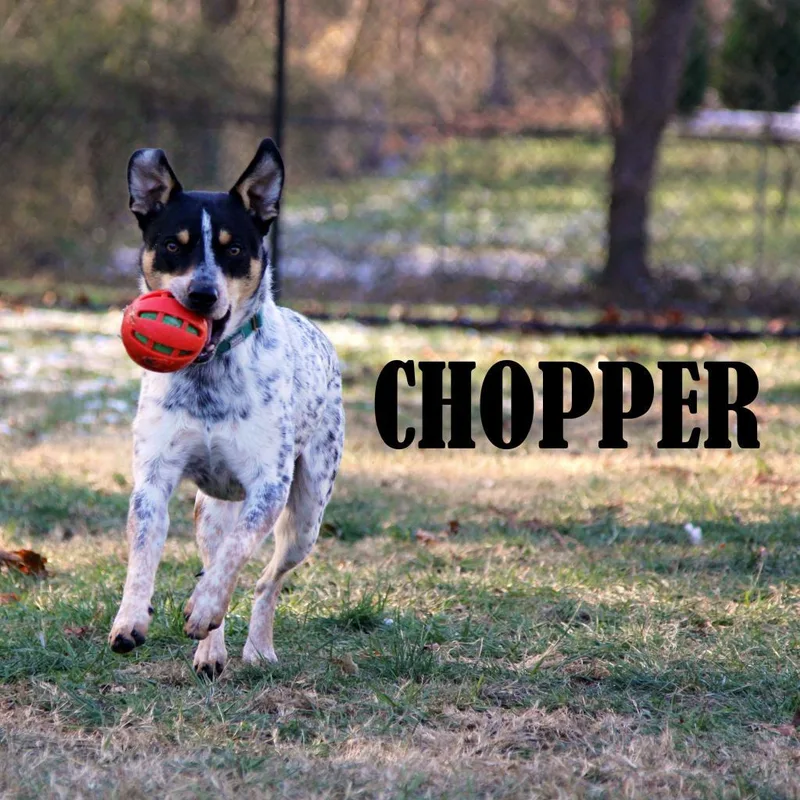 Chopper thumbnail 4