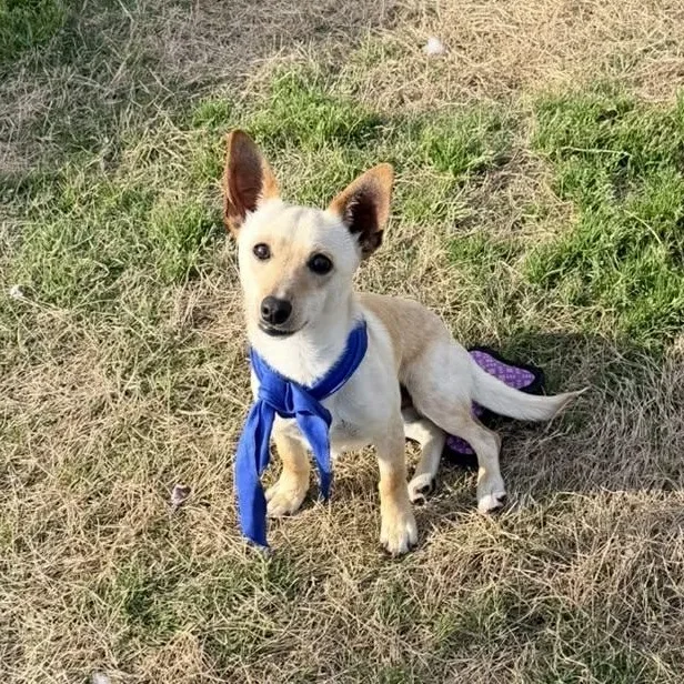 A young small-sized male Dachshund dog named Mickey Is Only  for adoption in Kaufman, TX
