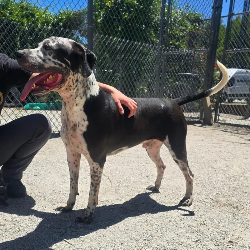 An adult medium-sized male Black Mixed Breed dog named Oliver for adoption in Windsor, VA