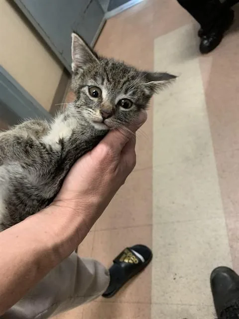 A baby small-sized female Domestic Short Hair cat named Apple for adoption in San Jose, CA