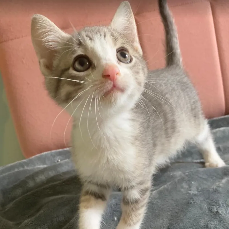 A baby small-sized male Gray / Blue / Silver Domestic Short Hair cat named Kyle for adoption in Winston Salem, NC