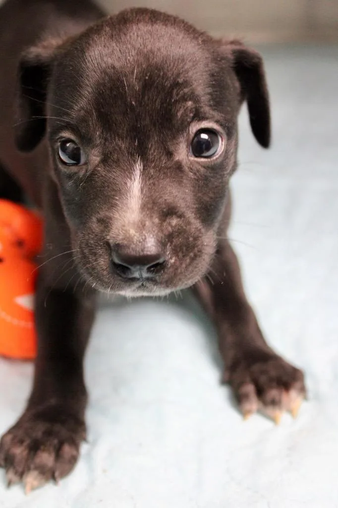 A baby medium-sized female Mixed Breed dog named Bonnie for adoption in Morgantown, KY
