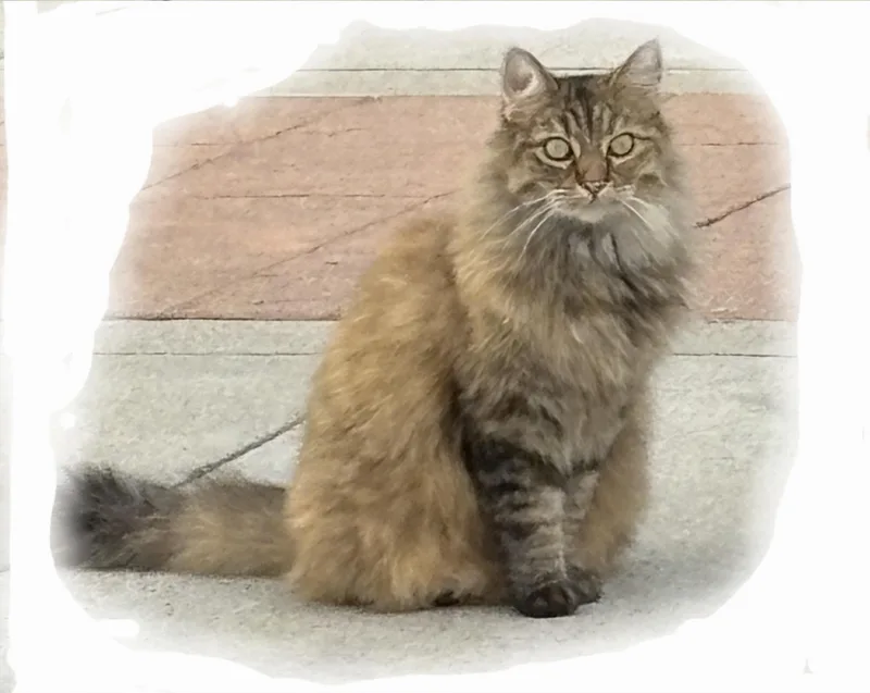 Mr. Purrrsia! thumbnail 2