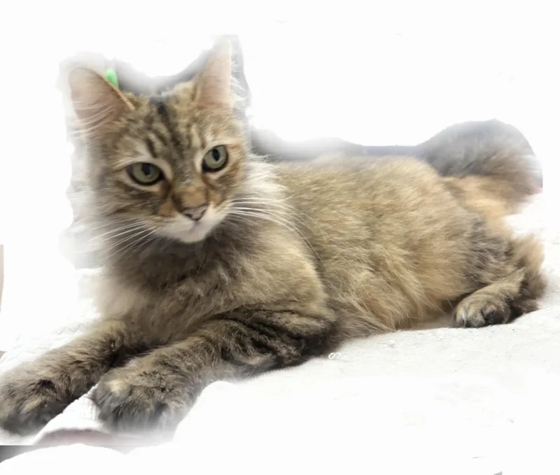 A young medium-sized female Tabby (Buff / Tan / Fawn) Persian cat named Mr. Purrrsia! for adoption in Manhattan Beach, CA