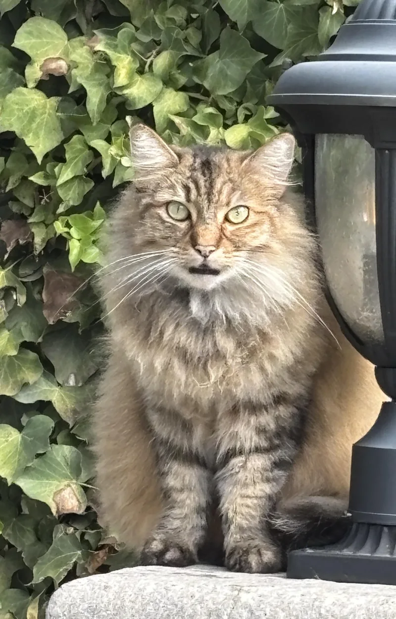 Mr. Purrrsia! thumbnail 4