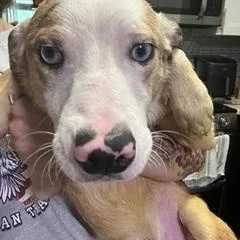 A young small-sized male Bicolor Australian Shepherd dog named Bluey for adoption in Longwood, FL