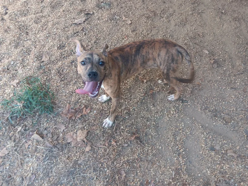 A young medium-sized female Pit Bull Terrier dog named Akua for adoption in North Little Rock, AR