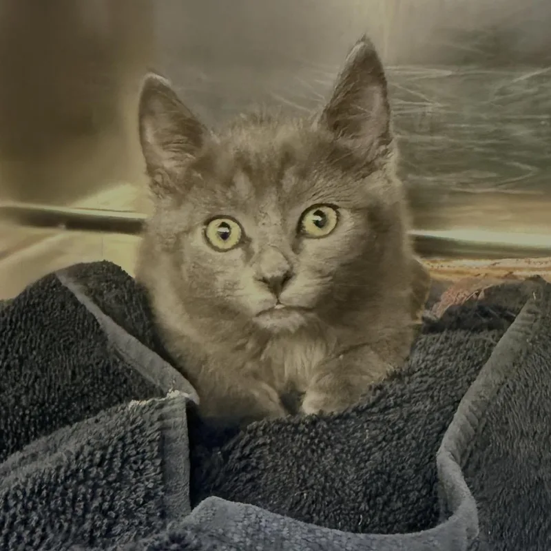 A baby small-sized male Gray / Blue / Silver Domestic Short Hair cat named Muscle Man for adoption in Palm Springs, CA