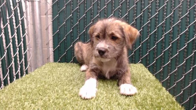 A baby small-sized female Terrier dog named Lumi for adoption in Downey, CA